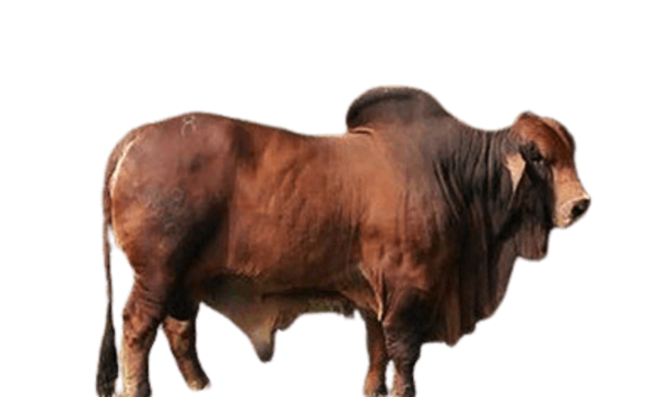 ganado-brahman-puro
