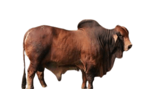 ganado-brahman-puro