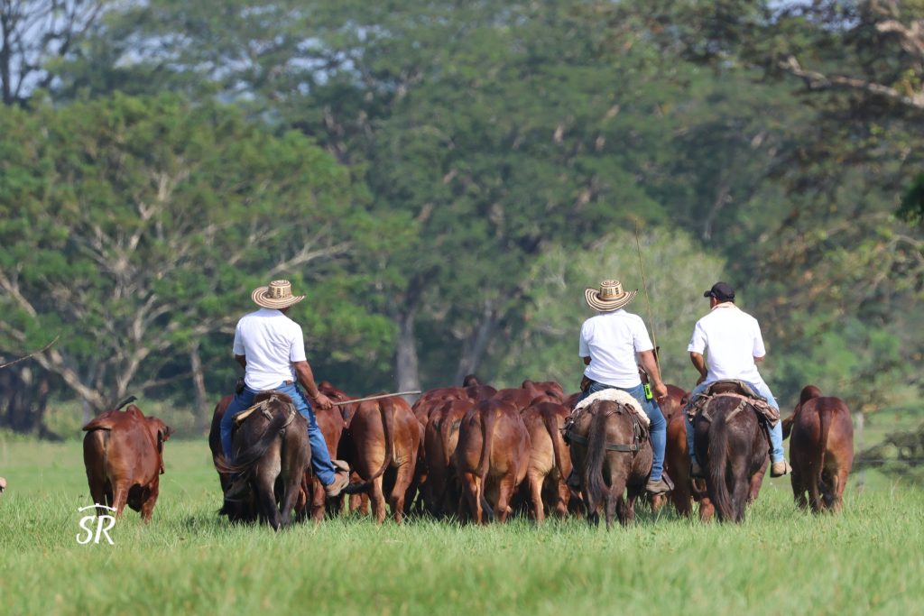 ganado-jersey
