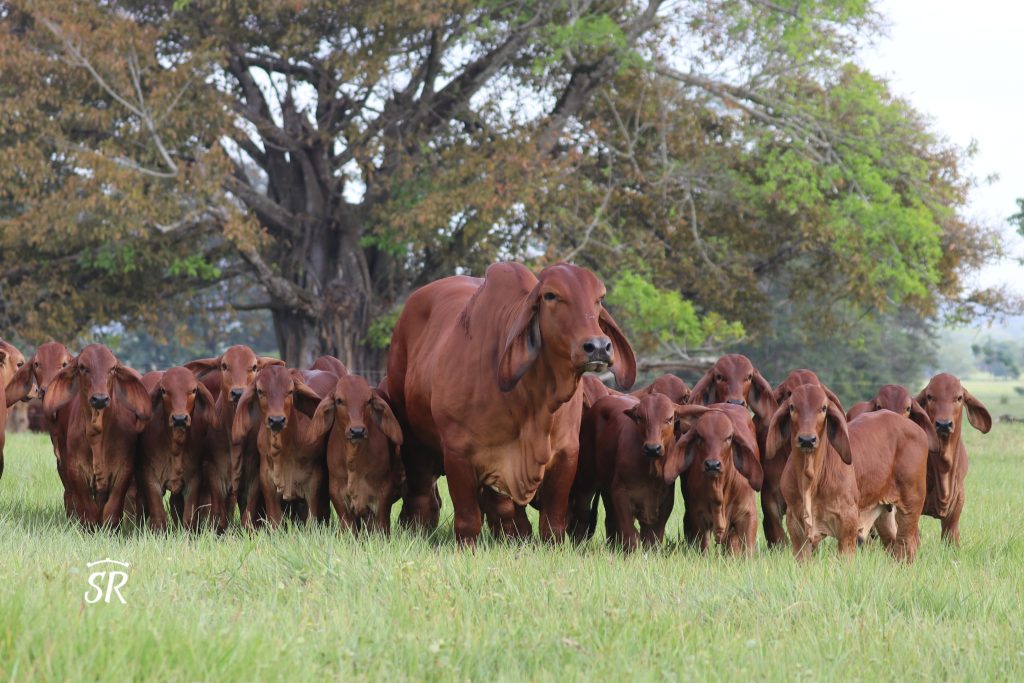 Ganado-brahman-puro